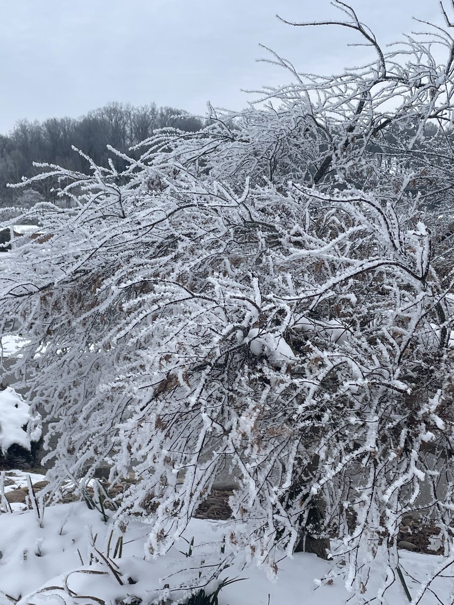 JimmyHyams's tweet photo. The bush at end of driveway has ice. https://t.co/mgIrB7dh6I