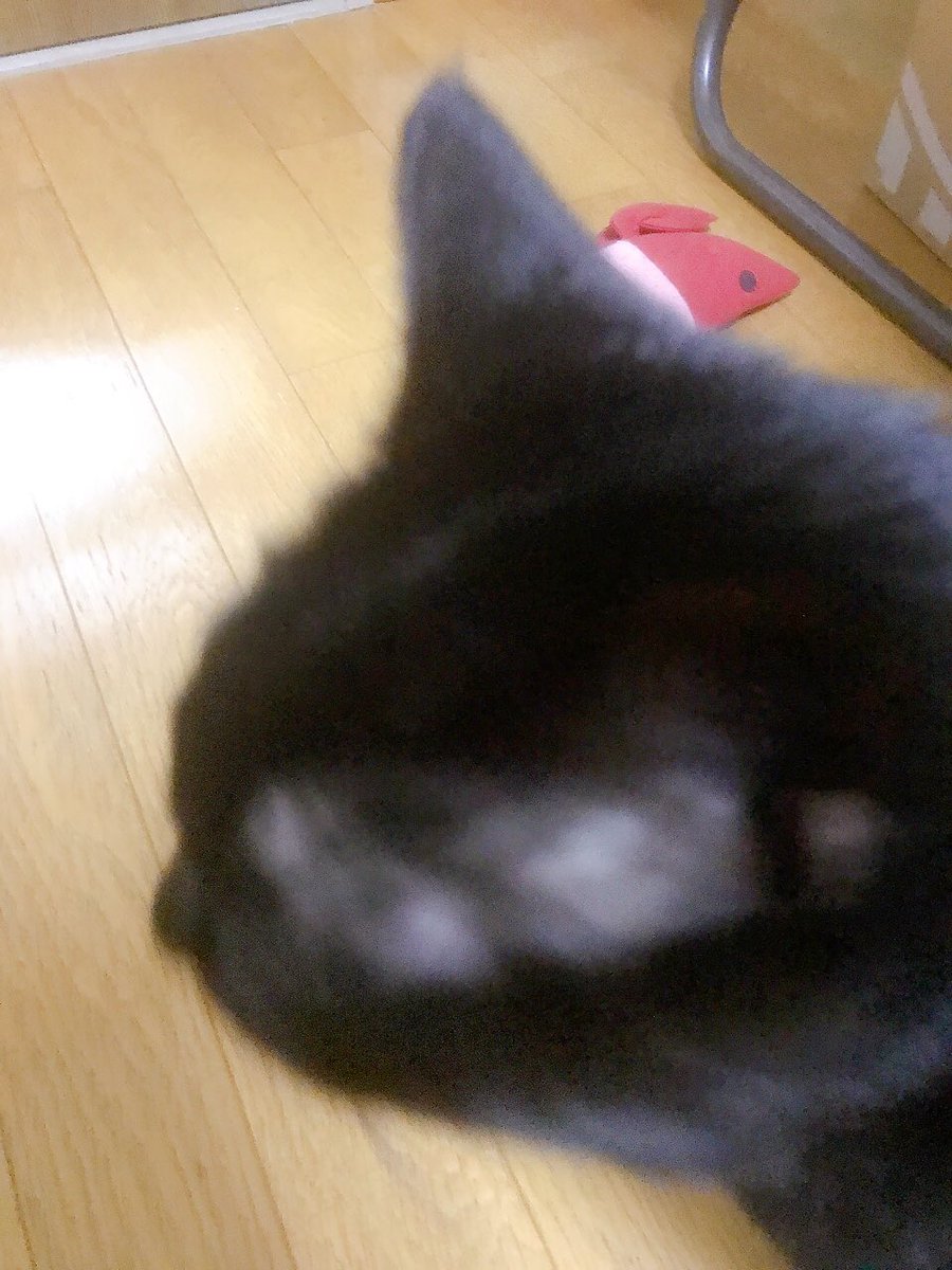 エビは外