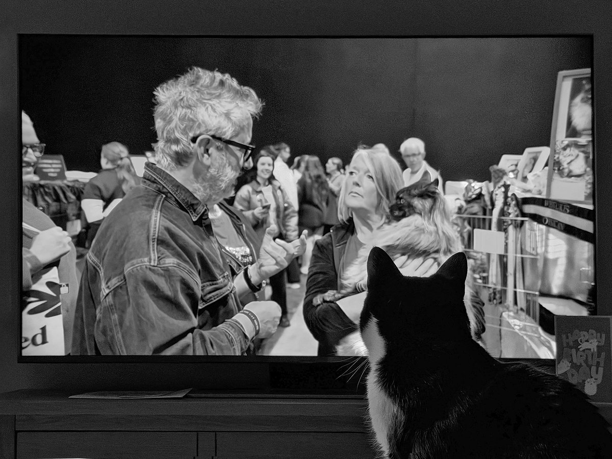 rtpiper's tweet photo. My cat, Mabel, &amp; I loved Cat Man. She's a big fan of you &amp; Attenborough @baddiel! How much screen time should a cat be allowed? Mabel &amp; her 'sister' Dolly are rescue cats, abandoned because they got pregnant. Cats frequently appear in my art! @Ivorbaddiel  https://t.co/dF2wER3r7i https://t.co/UNTzy4DU31