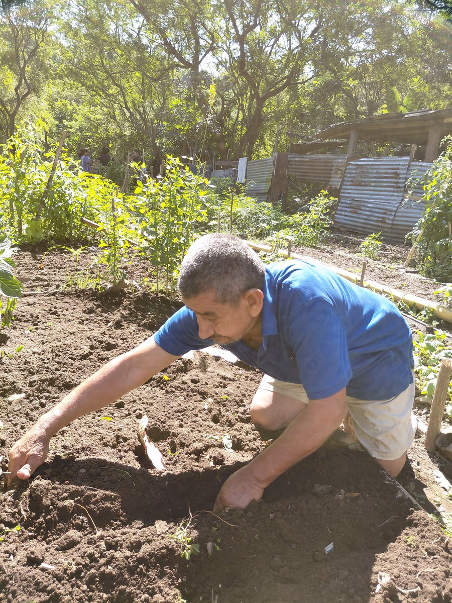 📍Me hacían la pregunta q cual era el caso mas excepcional q he tenido con Cosechando Sonrisas:

🙏Yo les digo "Excepcional ha sido q todos los participantes se vuelven productores de sus propios alimentos, se vuelven emprendedores, generando ingresos económicos al hogar".

#agro