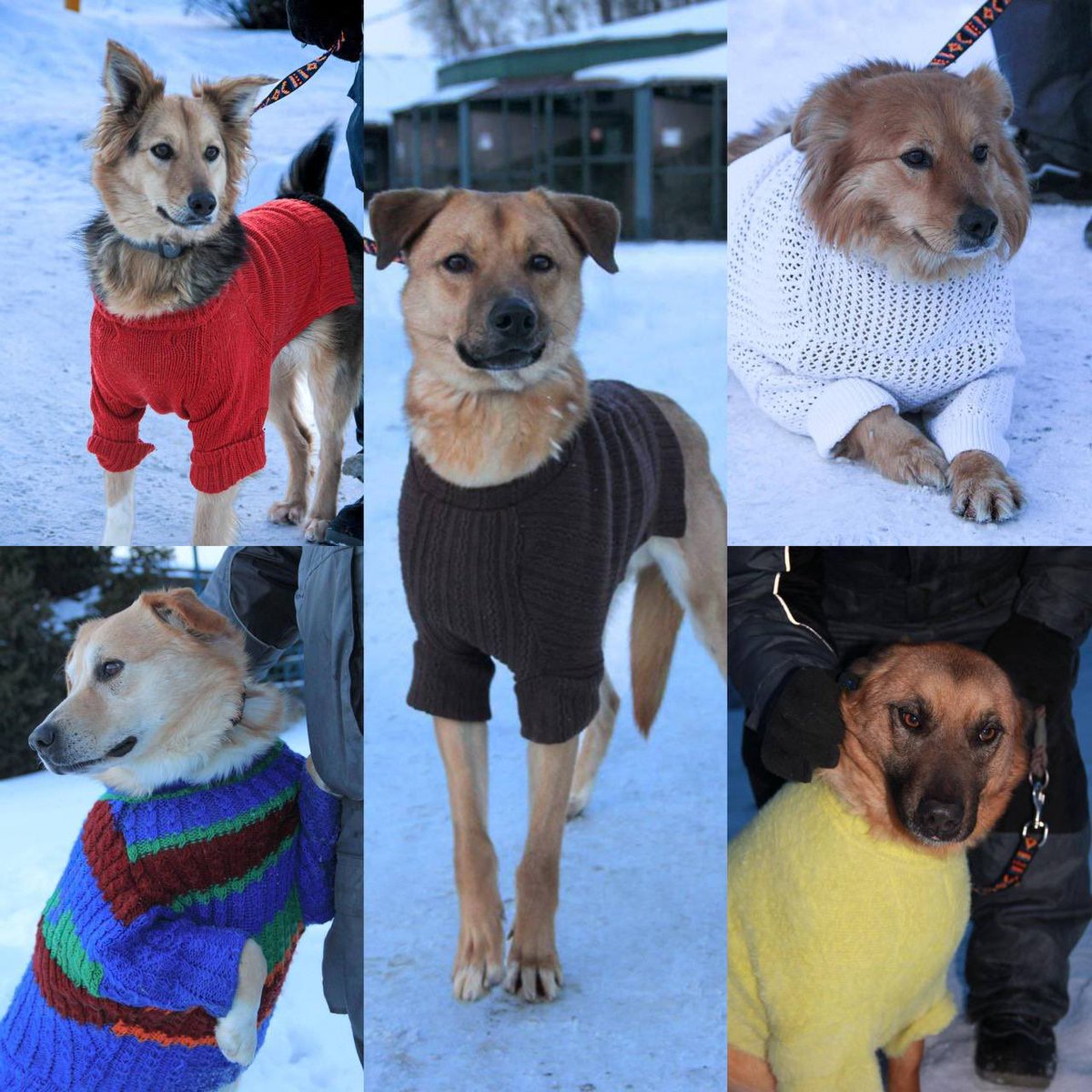100 warm sweaters were sewn for dogs at a shelter in Kharkiv

Workers of Municipal Enterprise "Animal Handling Center" together with volunteer used clothes that were previously selected by center's staff from items collected by Kharkiv residents to insulate kennels and enclosures
