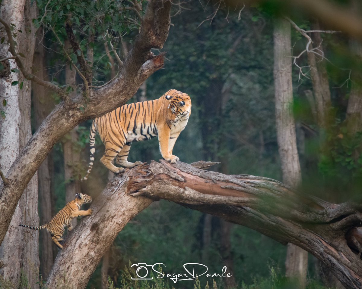 What a stunning moment caught on camera. Beautiful Bengal Tiger and her brave cub climb a tree. Tigers although they can climb are not as adapt as leopards. Unusual to see it caught on camera. Credit to Sagar
