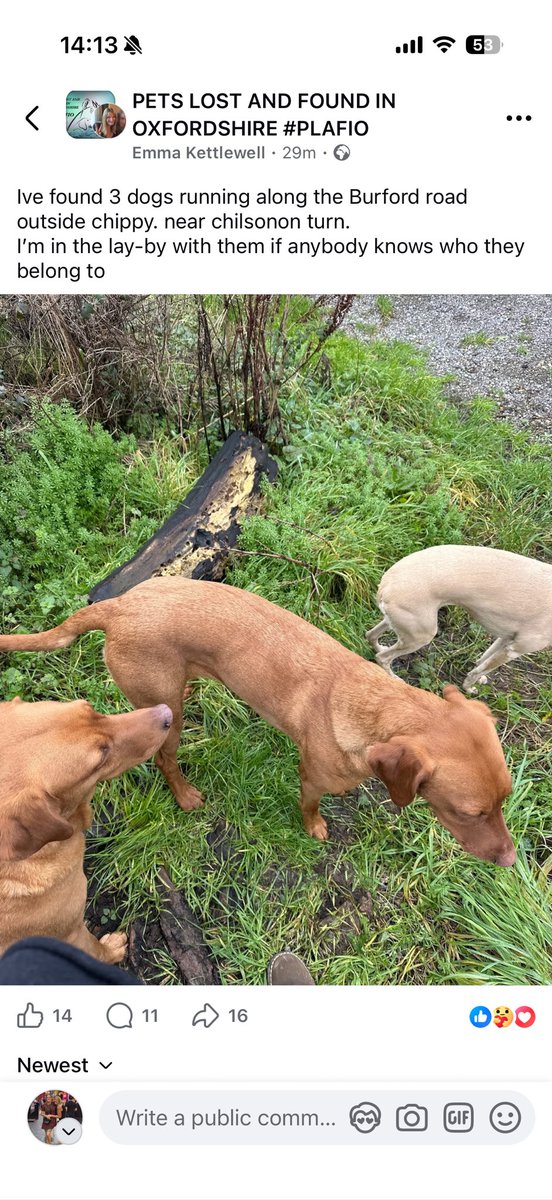 flutterbeee85's tweet photo. @JeremyClarkson

3 dogs running along the Burford road outside chippy. near chilsonon turn. 

Posted on faceache.  I wasn’t sure if these were yours as they look quite similar!  Link to the original post!

https://t.co/Io2JB3vYHu https://t.co/iozx6Gjdpq