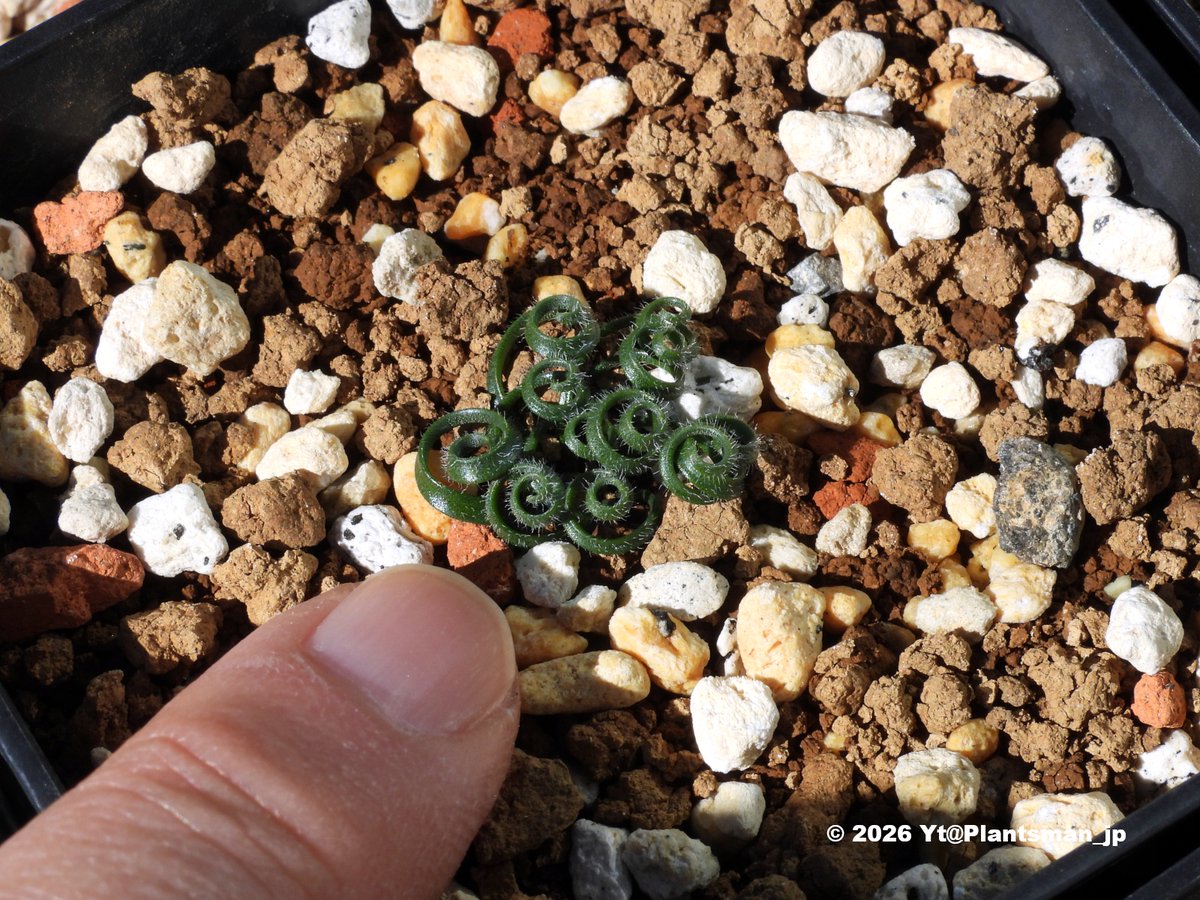 Plantsman_jp's tweet photo. #Gethyllis sp.
#ゲチリス https://t.co/gkIai5AsIh
