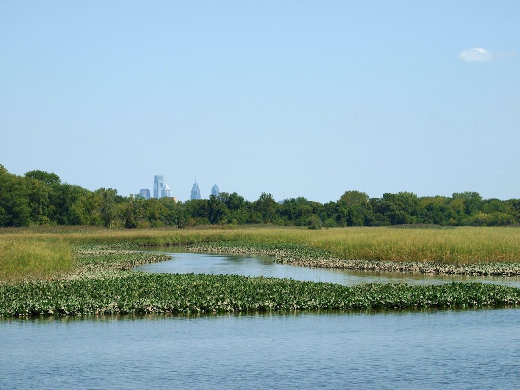 tufieldstation's tweet photo. Today is World Wetlands Days! A wetland is an area that becomes flooded with water either permanently or seasonally. Right here in Philadelphia, the John Heinz National Wildlife Refuge includes 145 acres of emergent wetland that students and community members can visit! https://t.co/ifKStBBiXu
