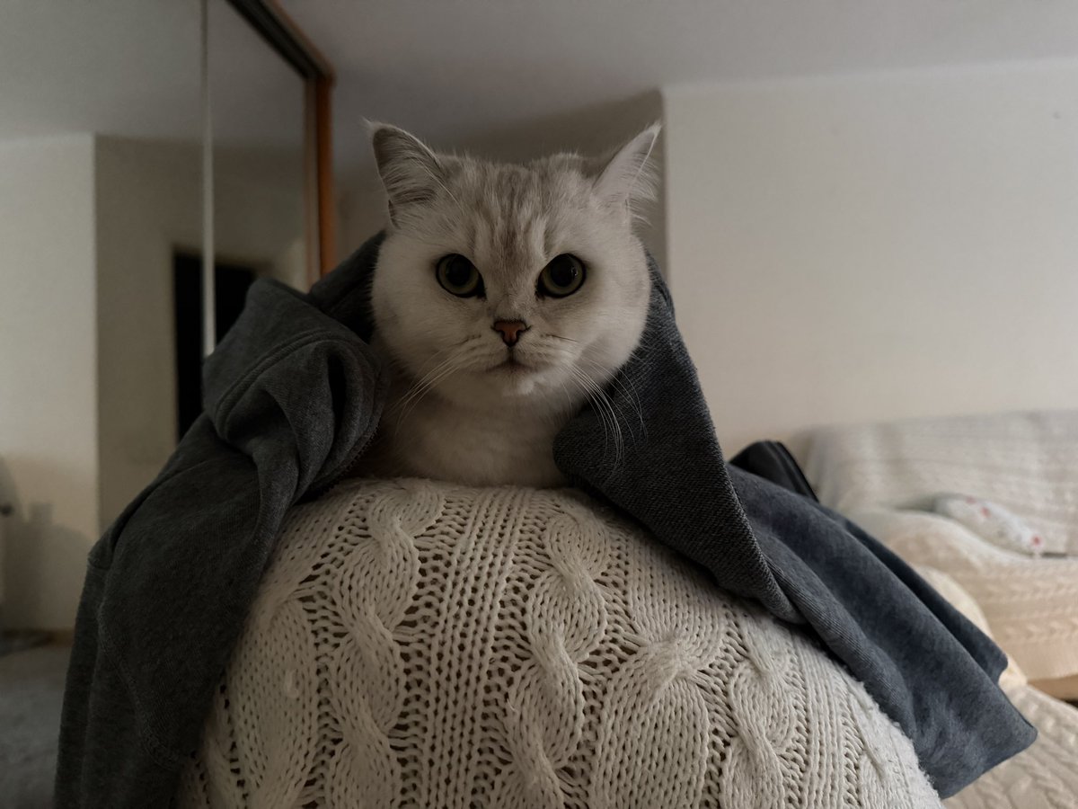 Yaroslava tweet media