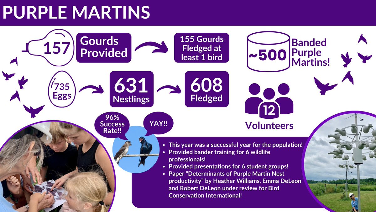 We had another successful year with our purple  martin nesting program at Iroquois National Wildlife Refuge. (Graphic courtesy of refuge staff)