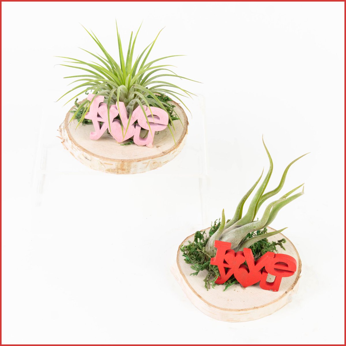 💘🌿 Tillandsia Valentine’s Day Arrangements
A little love, no soil required 💕

#ColasantiFarms #ColasantiFarmsLtd #Tillandsia #AirPlants #ValentinesDayPlants #ValentinesWholesale #WholesalePlants #PlantGifts #GreenhouseGrown