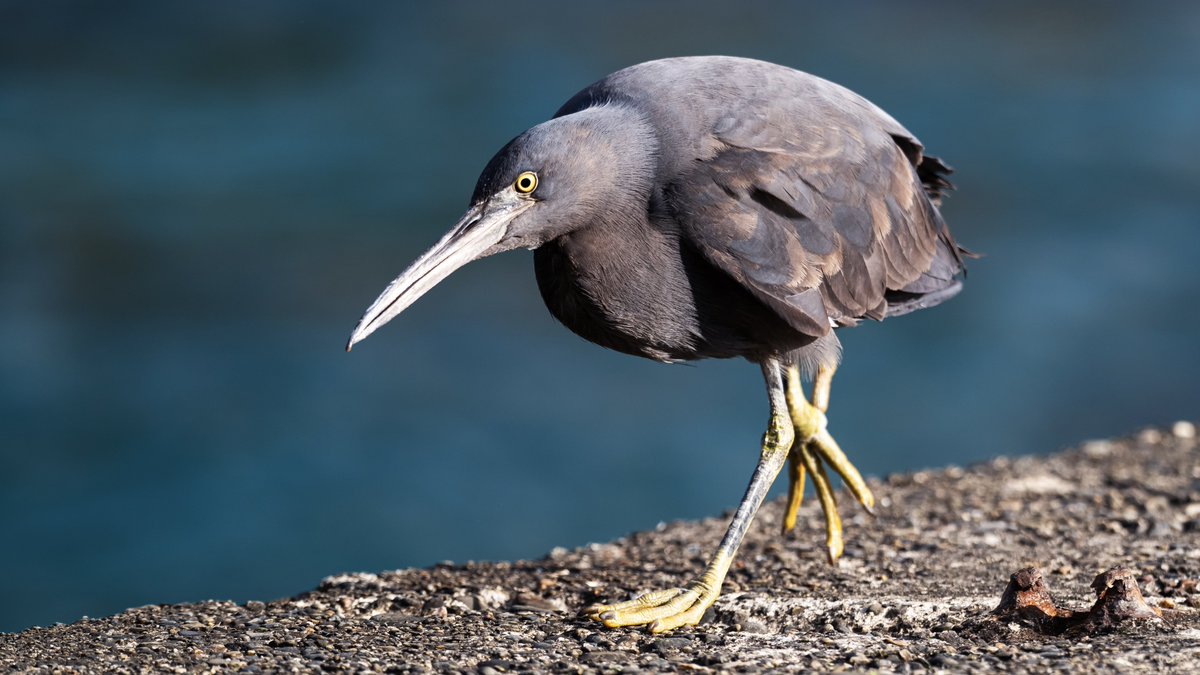 撮影したボディとレンズはZ8/NIKKOR Z 180-600mm f/5.6-6.3 VR

 #ニコンSNSギャラリー2026