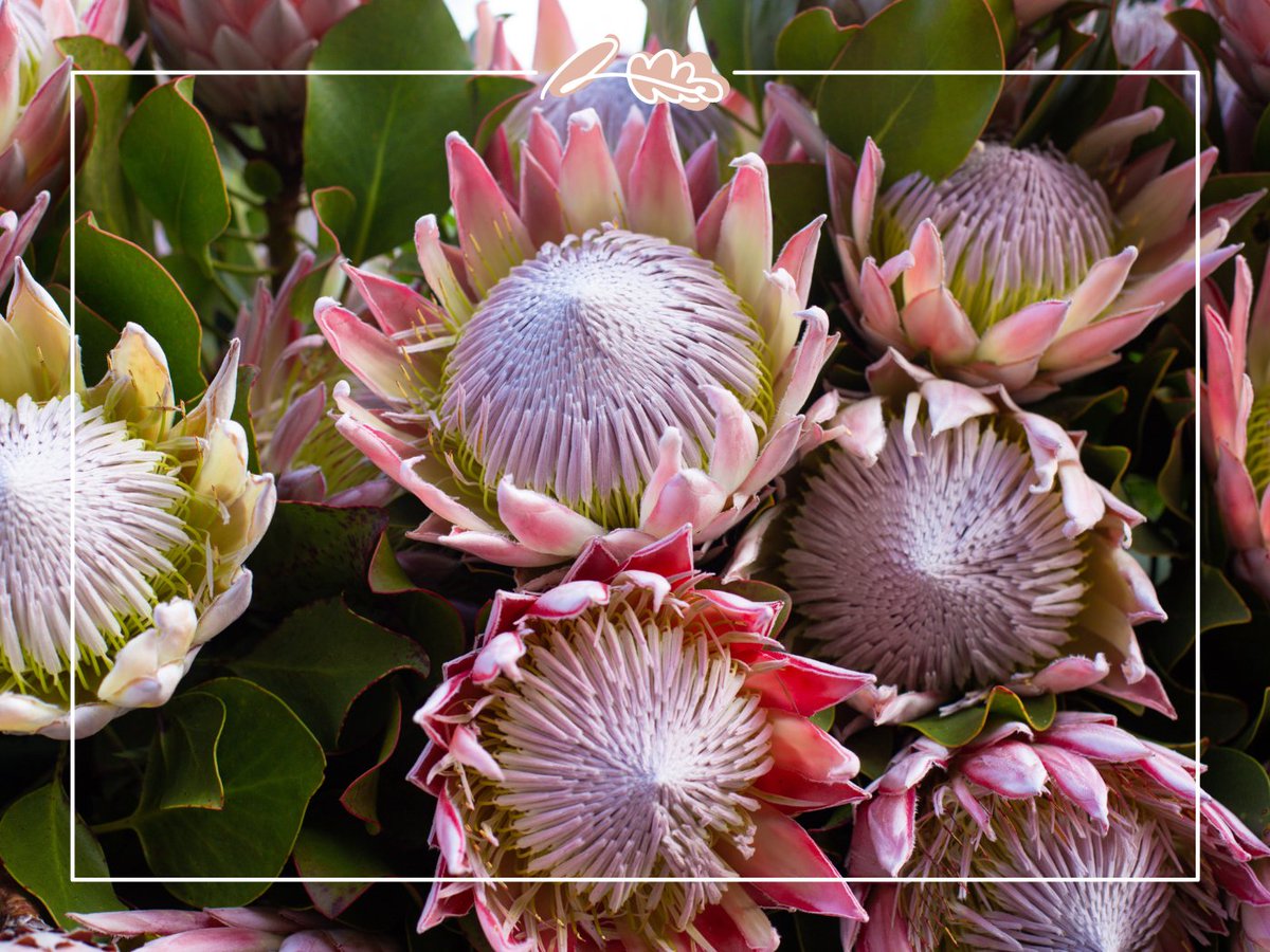 Fabulous Flowers and Gifts tweet media