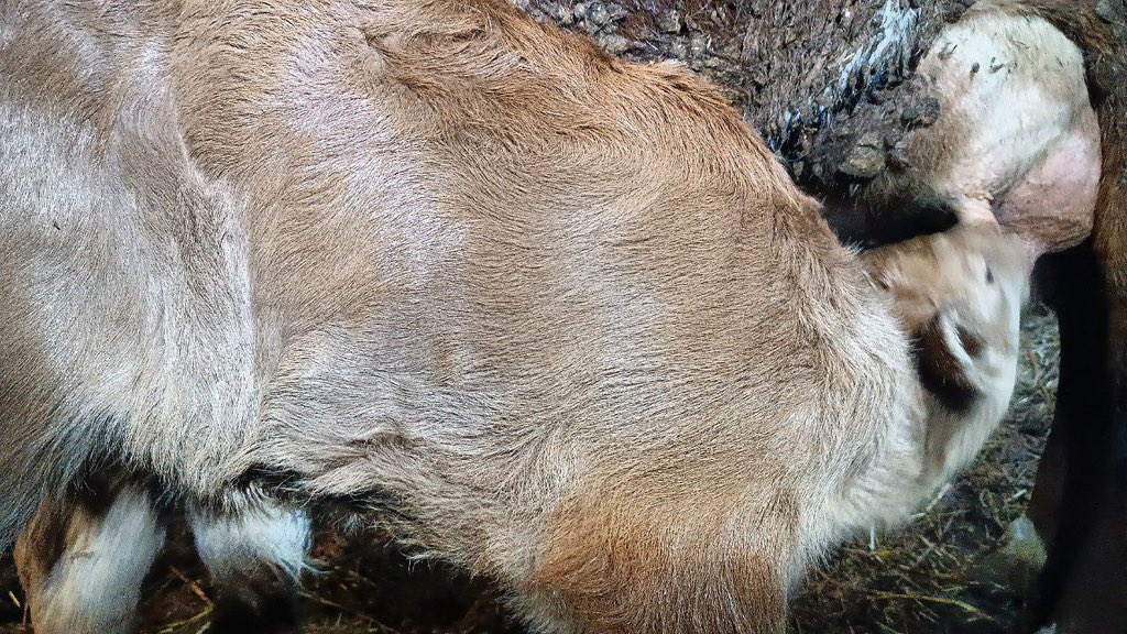 лиля́ кеба́б tweet media