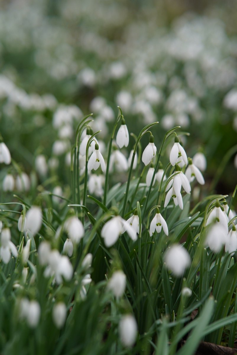 Liverpool Parks tweet media