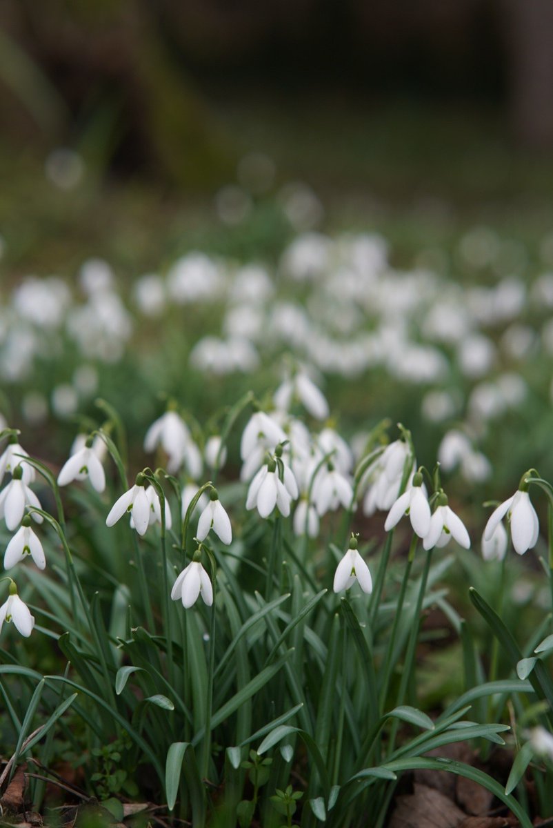 Liverpool Parks tweet media