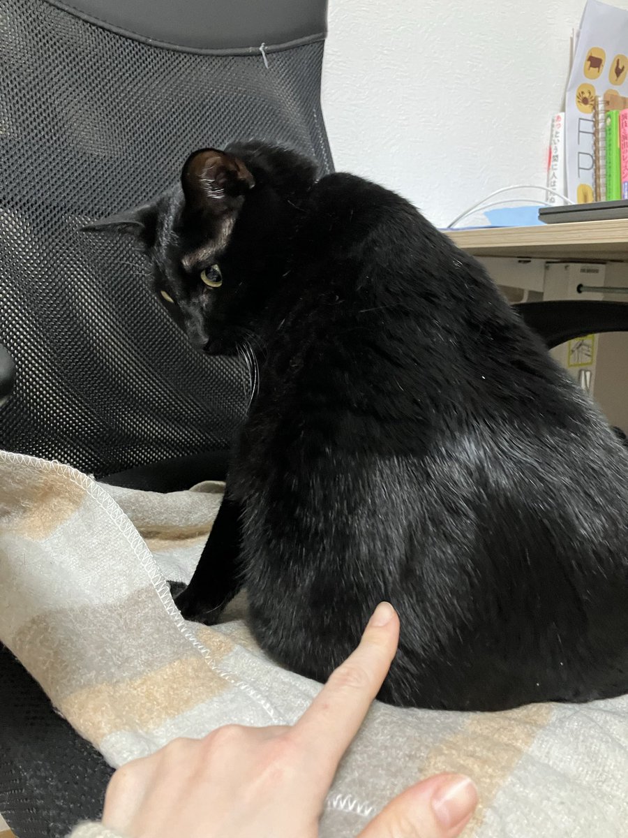 ツンツンしたら睨まれました