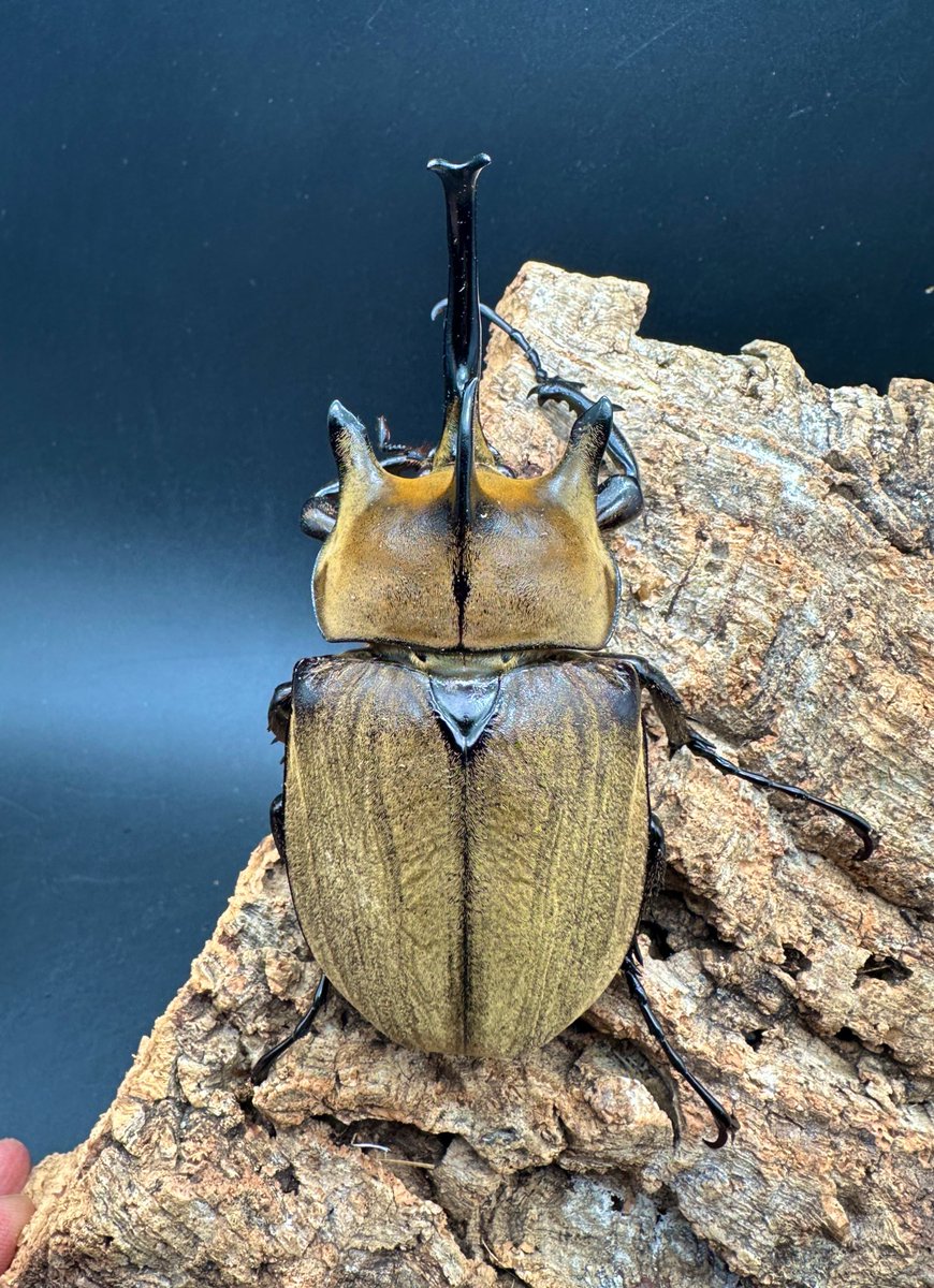 ギアスゾウカブト（旧ポリオン）CBF4 ブラジル バイア州 llbeus