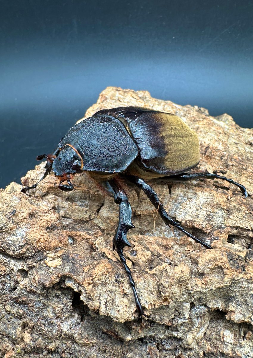 ギアスゾウカブト（旧ポリオン）CBF4 ブラジル バイア州 llbeus