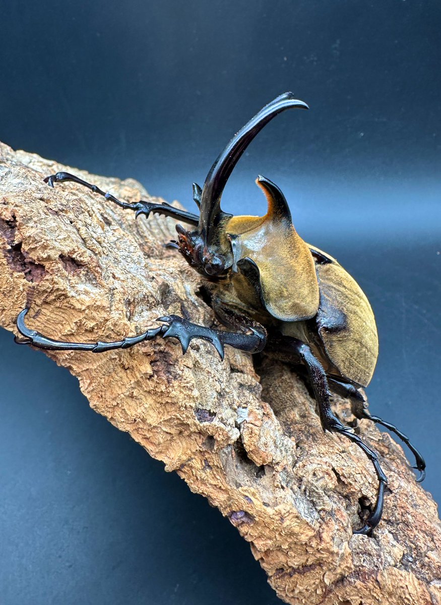 ギアスゾウカブト（旧ポリオン）CBF4 ブラジル バイア州 llbeus