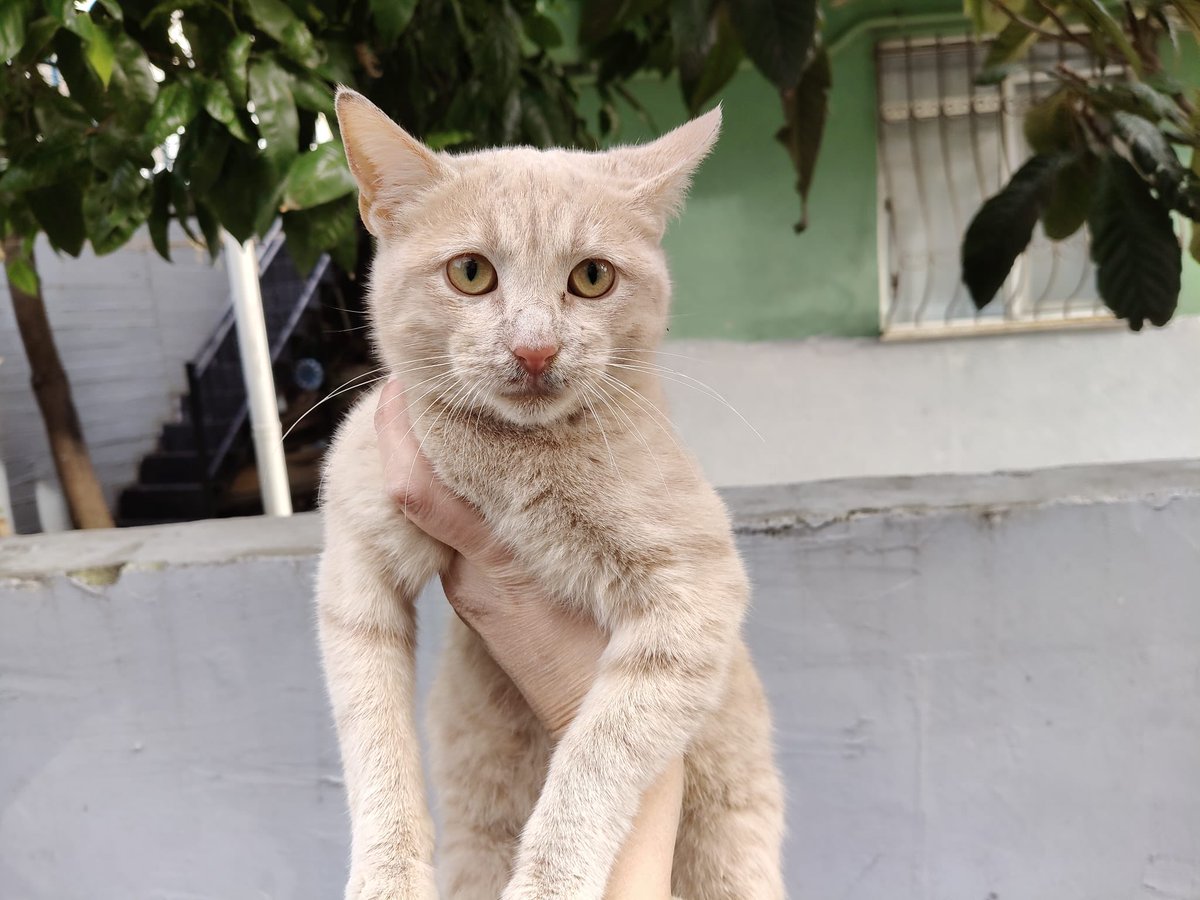 Yuva ilanı. İstanbul 3.5-4 aylık erkek,daha önce paylaştık henüz yuva bulamadık yardım lütfen. Kardeşleri yuvalandi bu yumuşak huylu erkek yavru için de güzel bir yuva hep beraber bulalım. İletişim numera 
0532 174 38 92