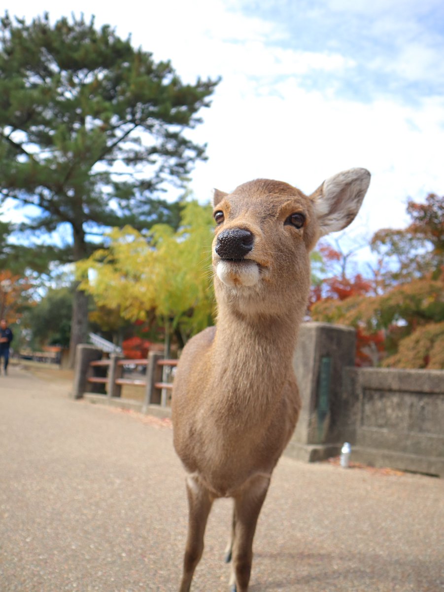 鹿達の日常　【nara deer channel】 tweet media
