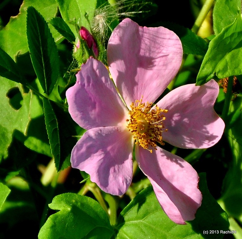rachidH's tweet photo. #Rose #Rosa #Rarkansana #PrairieRose #WildPrairieRose #FranklinPond #RoseDeL_Arkansas #Franklin #NewJersey #NJ
Rachid H shared a photo with you from the Flickr app! Check it out:
https://t.co/vJg8kcYcEW https://t.co/5v6zRRMWUb