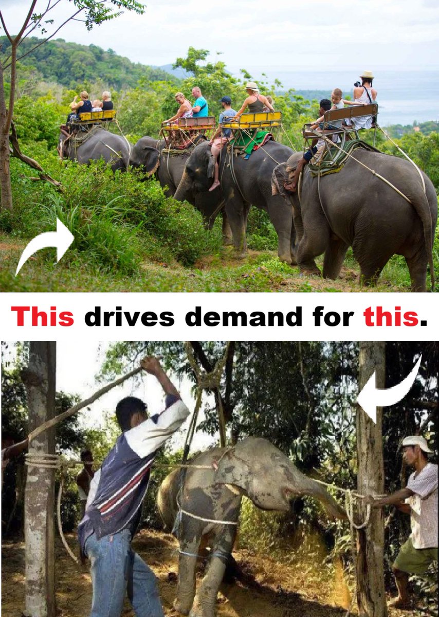 Tourists, #DontBuyATicket ~ if you do YOU are COMPLICIT to their ABUSE!