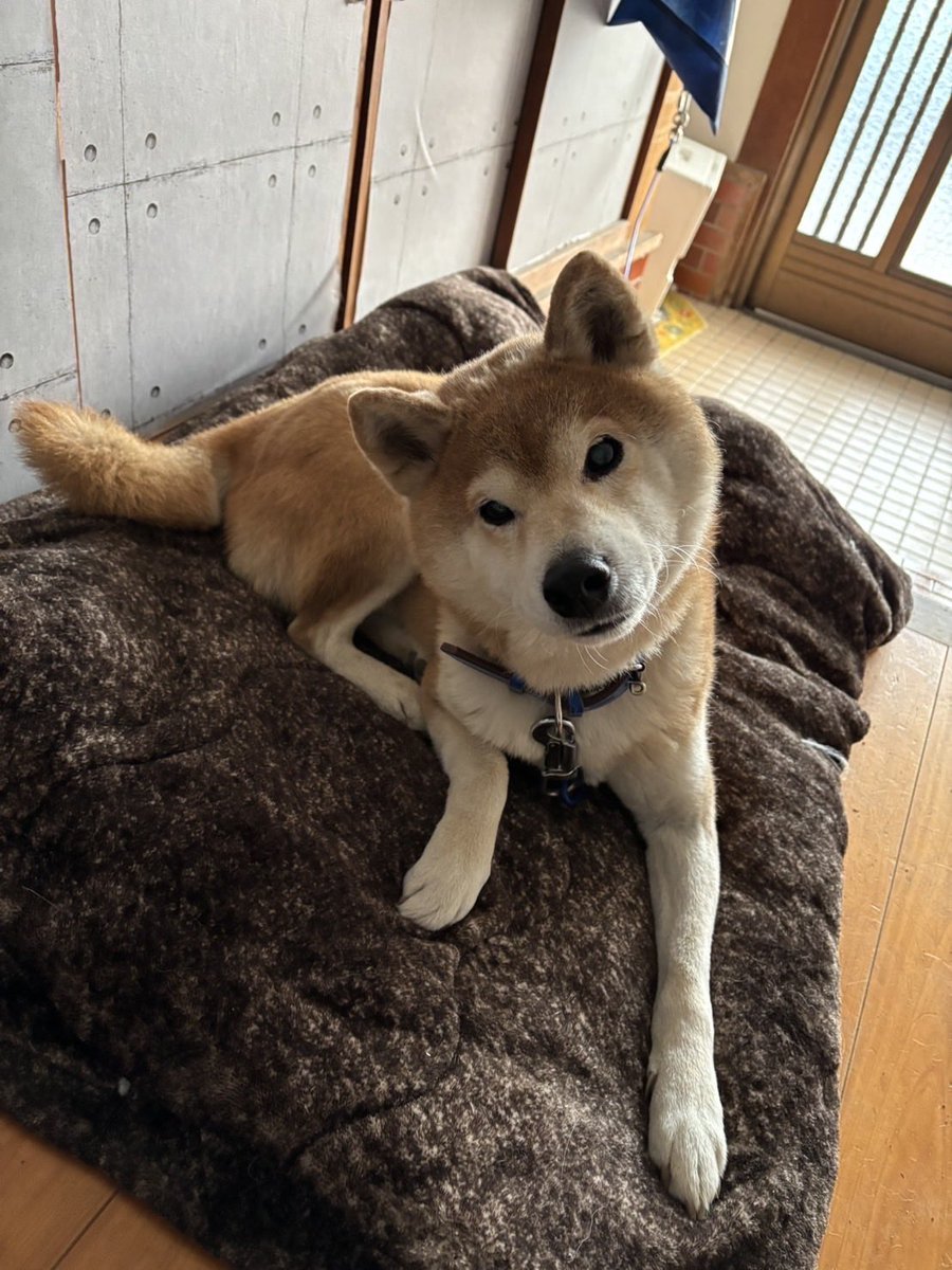 mashu____814's tweet photo. 【拡散希望】
うーたん(ウルフ)が脱走して1ヶ月過ぎました。保護犬ということもあり元の家に帰ったかもしれないし我が家に来た時のように何処かの家に住み着いてるのかもしれません。
昨年末、兵庫町内。先月初旬、小城方面。で目撃情報があった以降何も情報等がありません。関係機関に連絡しチラシ等もコンビニ等に掲載させてもらってます。
どうか無事に元気にいて欲しいです。
特徴としては首が傾いています。老犬の割にはとても元気です。
どんな情報でも有難いです。どうかよろしくお願いします🙇‍♀️
#佐賀県#迷い犬#迷子犬#拡散希望
