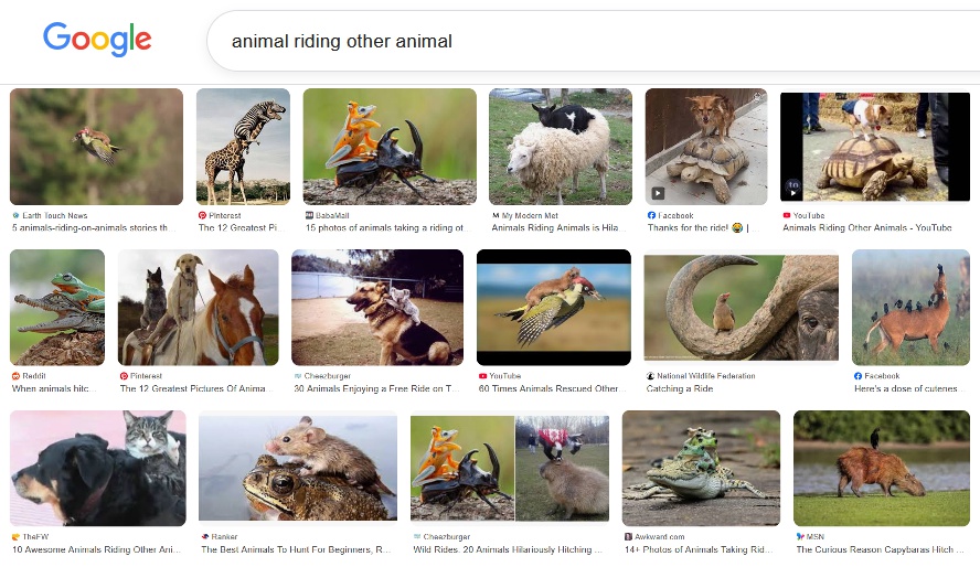 ちなみに
５年前は「animal ride animal」で検索できたけど
今は
「animal riding other animal」と微妙に細かく聞かないと画像が出てこないプチトリビア