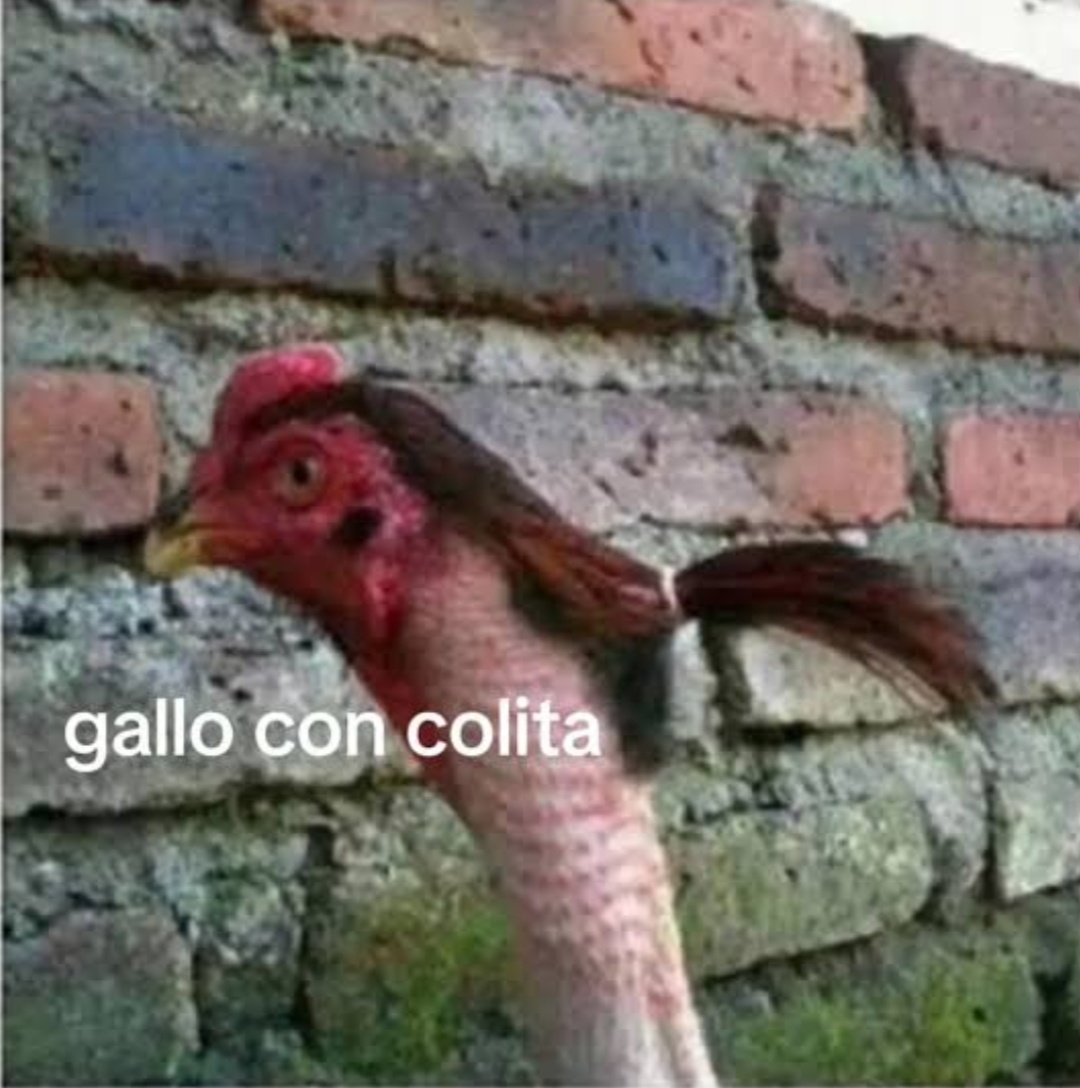 arosqiu's tweet image. gallo con colita