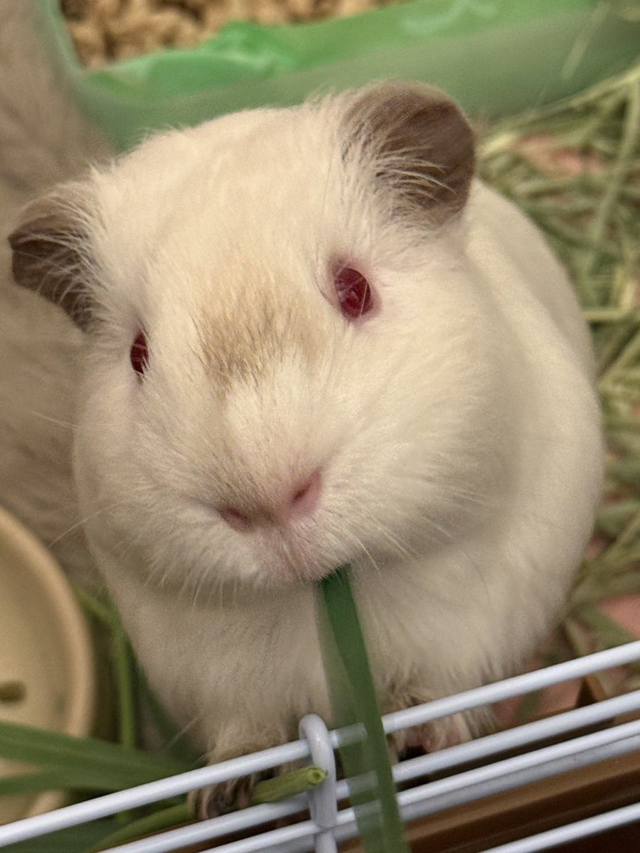 milk_miruchan's tweet image. おいち〜