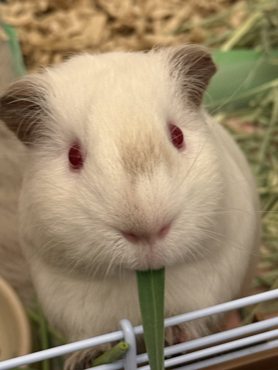 milk_miruchan's tweet image. おいち〜