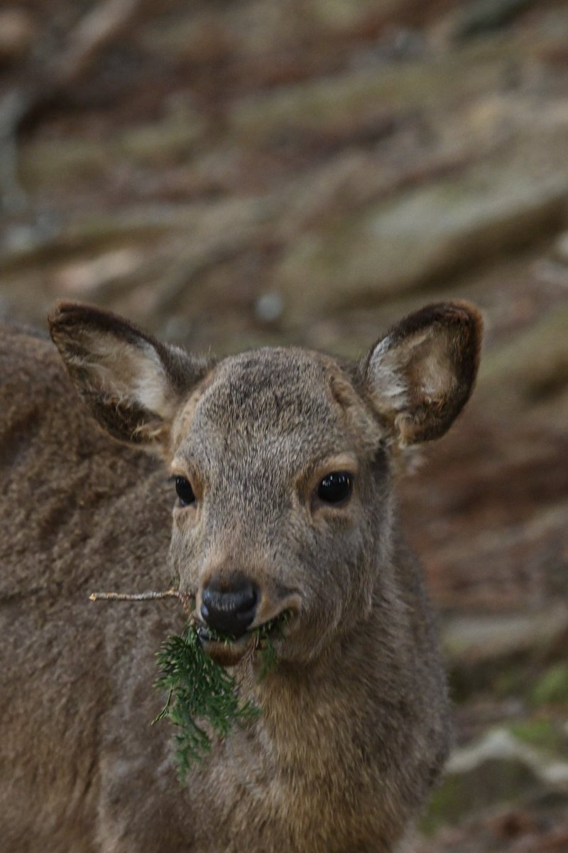 川地祥介 (@ncbutwDsL0UC6np) / Posts / X