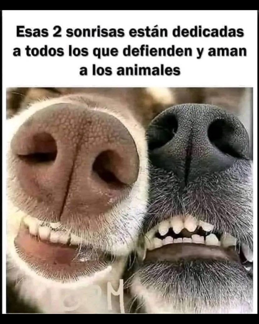 Son los mejores, muchas gracias por defender y ayudar a los que no tienen voz!!! 🫶🏻