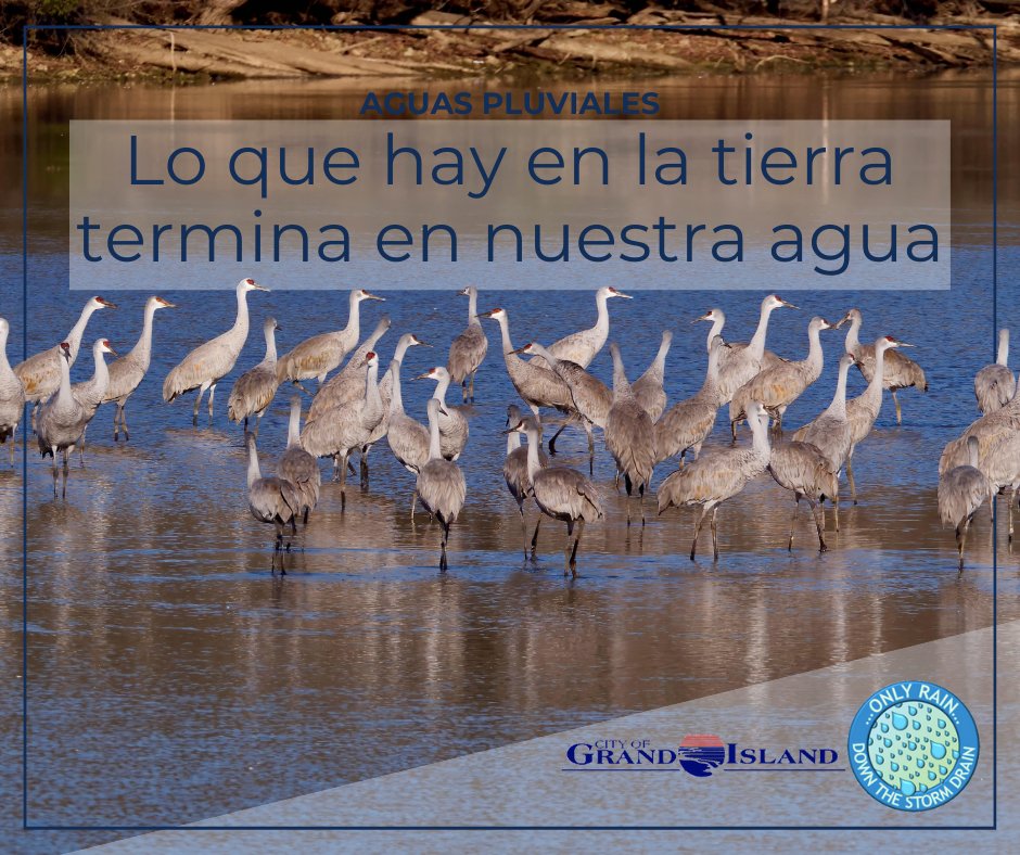 Las grullas canadienses dependen del agua limpia del río Platte y generan millones en turismo. Embolse la basura, use contenedores cerrados y mantenga los desechos fuera del suelo.