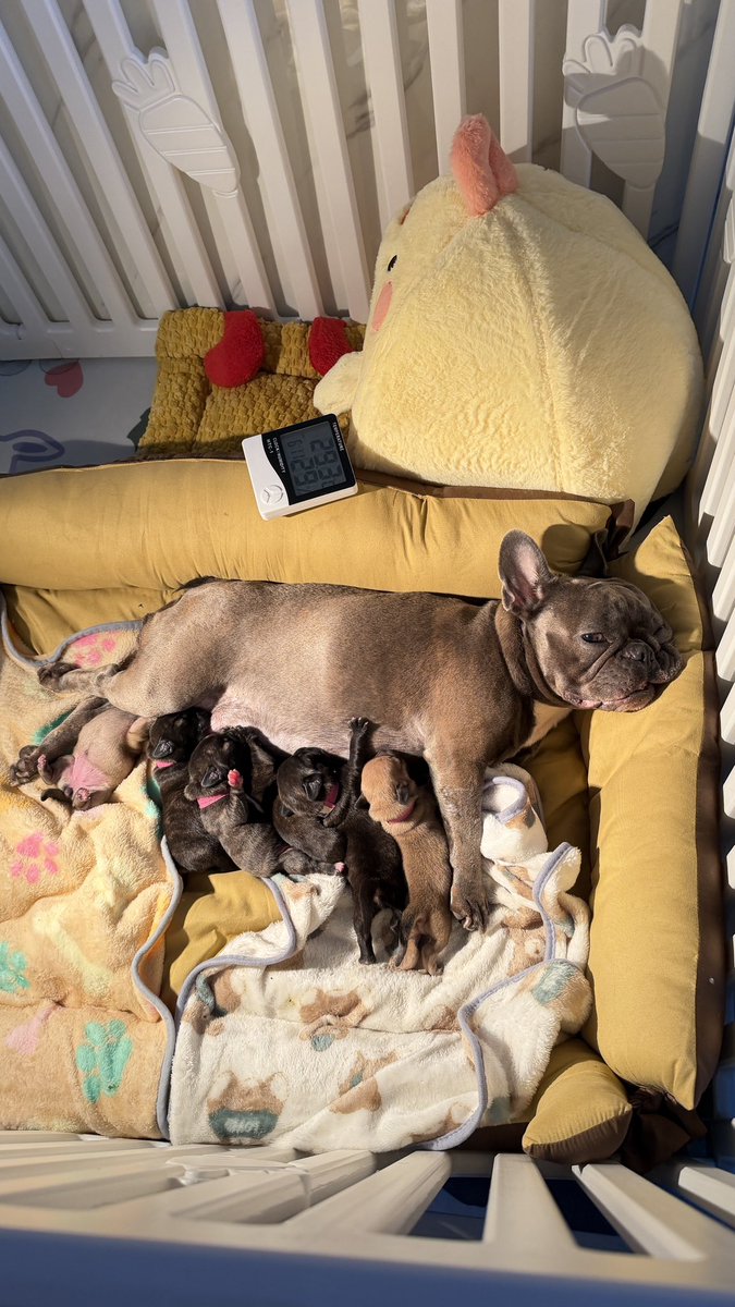 ตาป้อนนมทุก 2 ชม 🫠🫠🫠 
ใครอยากกช่วยเลี้ยงหลานๆๆบ้างง