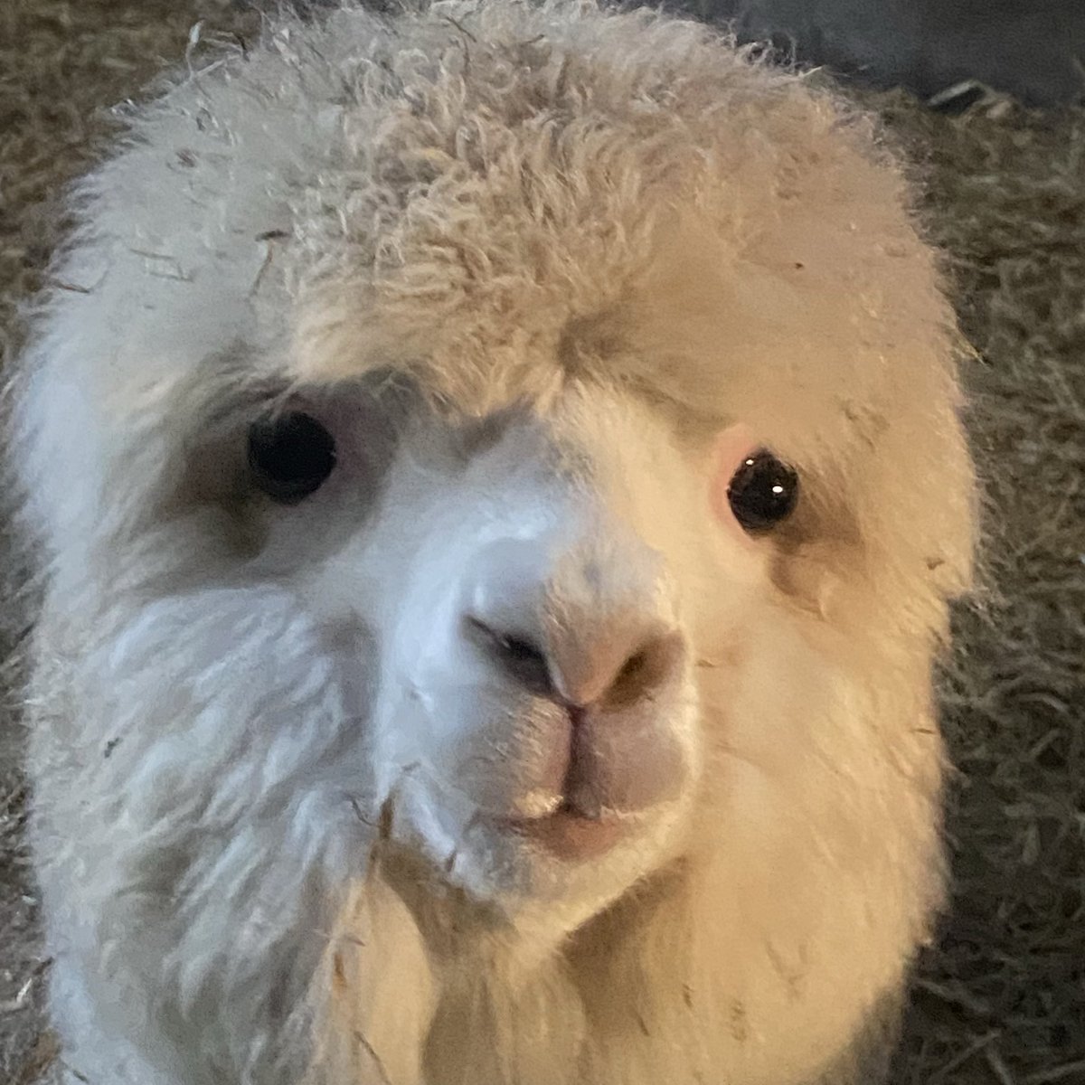 BingfieldAlpac1's tweet image. Are you enjoying your duvet day Florence?   it’s back to dark and rain again! #Florence #love #MondayMood