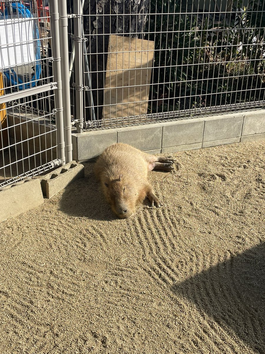 カピバラかぴばら (@capybara5179) / Posts / X