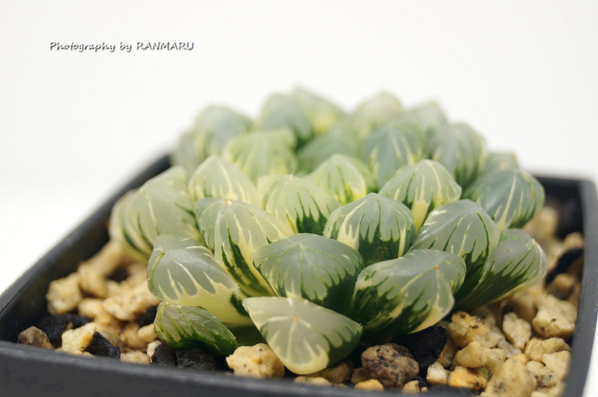 RANMARU (@sakakkykazu) / Posts / X