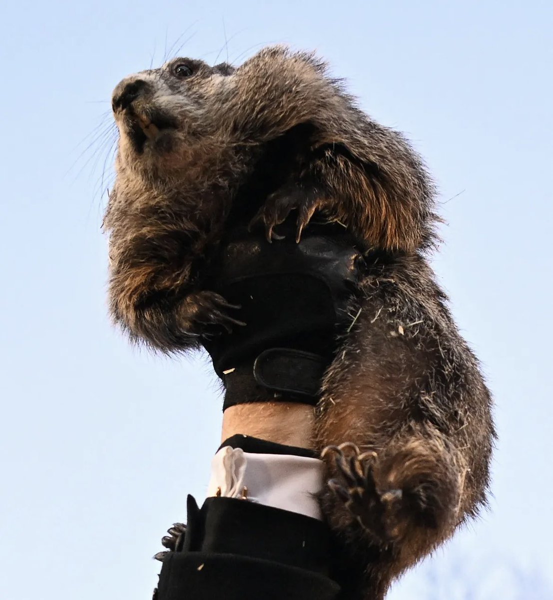 Punxsutawney Phil in new photo.