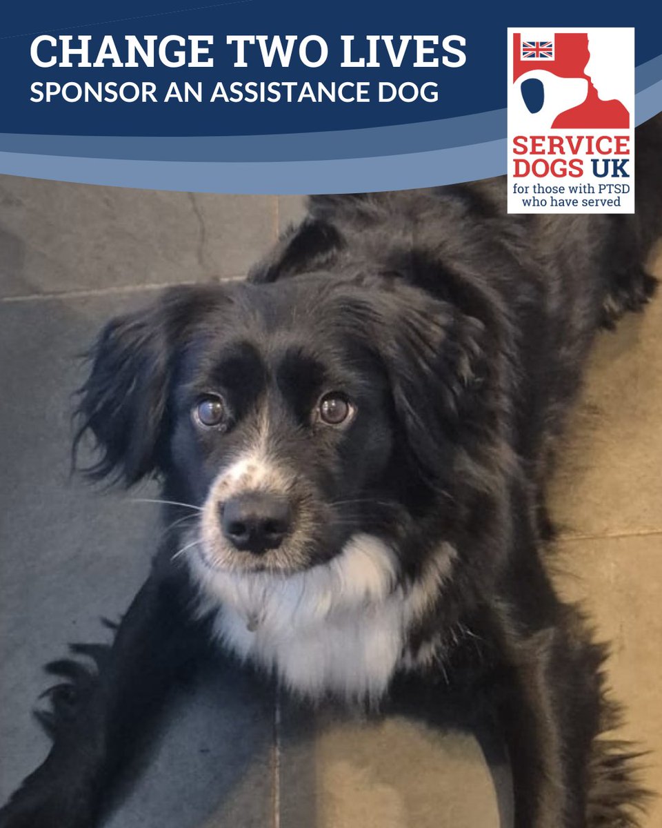 ServiceDogsUK tweet media