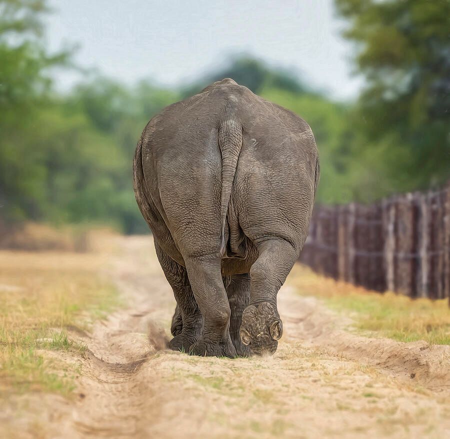 joancarroll's tweet image. Cute Rhino Butt 2! buff.ly/bQUgYc6 #rhino #rhinoceros #whiterhino #whiterhinoceros #wildlife #wildlifephotography #Zimbabwe #nature #conservation #africa #butt #dirtroad #dirtpath #giftideas #wallart #artforsale @joancarroll