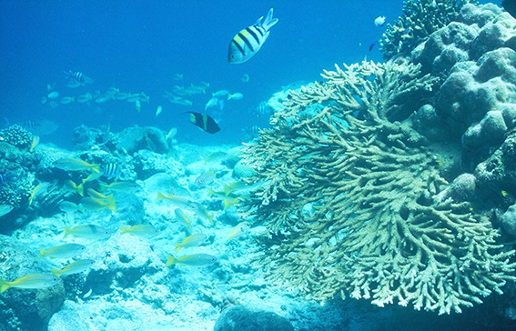 GhideonMusa's tweet photo. Exploring the Marine Wonders of Eritrea
By Idris Issaias

Discover Eritrea's Marine Wonders! Eritrea's stunning 1,200+ km Red Sea coastline is a hidden gem of pristine waters, vibrant coral reefs, diverse marine life (fish, sea turtles, dolphins), and breathtaking biodiversity. Mangroves, lagoons, wetlands, volcanic islands, seabird havens, and ancient sites like Dahlak Kebir's necropolis.

World-class diving: Explore well-preserved WWII Italian shipwrecks (e.g., intact Nazario Sauro with original furnishings). Activities: Snorkeling, sailing, wind sports (Assab's ideal winds), beaches, hot springs, and eco-adventures.

Tourism boost: Sustainable eco-tourism aligned with Blue Economy & UN SDGs—push for UNESCO recognition to protect these treasures.

From crystal-clear bays to untouched reefs, Eritrea's Red Sea rivals the world's best—perfect for authentic, off-the-grid exploration!

https://t.co/9Csc2AzzUA