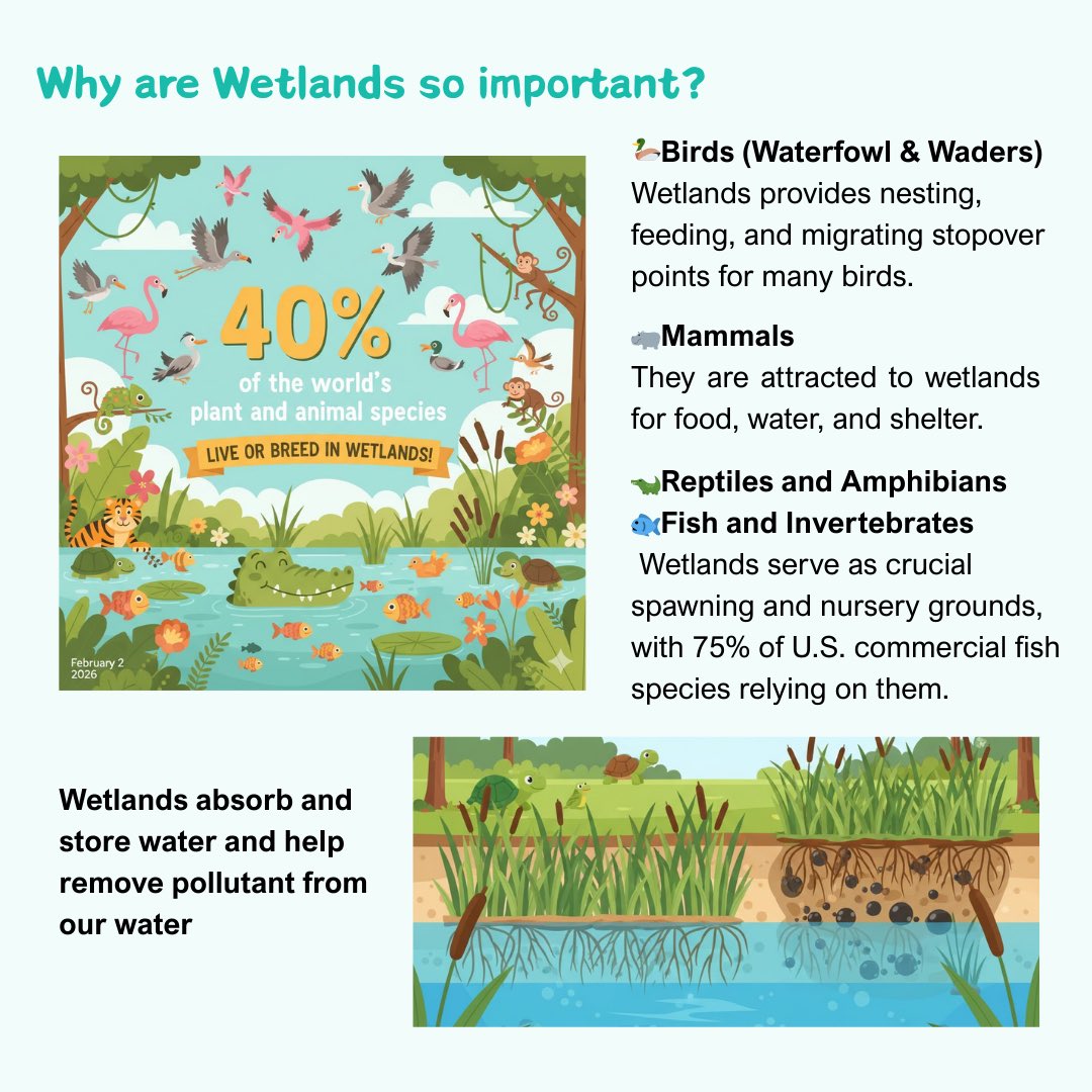 CamScanner's tweet image. Let’s celebrate the World Wetlands Day with CamScanner! Digitalize your Birdwatching Journals and carry them everywhere! #camscanner #scannerapp #saveimportantdocsincamscanner #worldwetlandsday #birdjournals