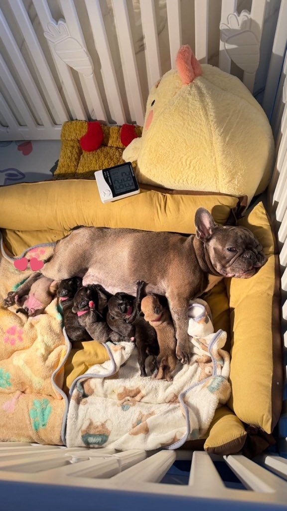 June 2023    to    Jan 2026
จากเจ้าจิ๋ว กลายเป็นอุนแม่แล้ว~