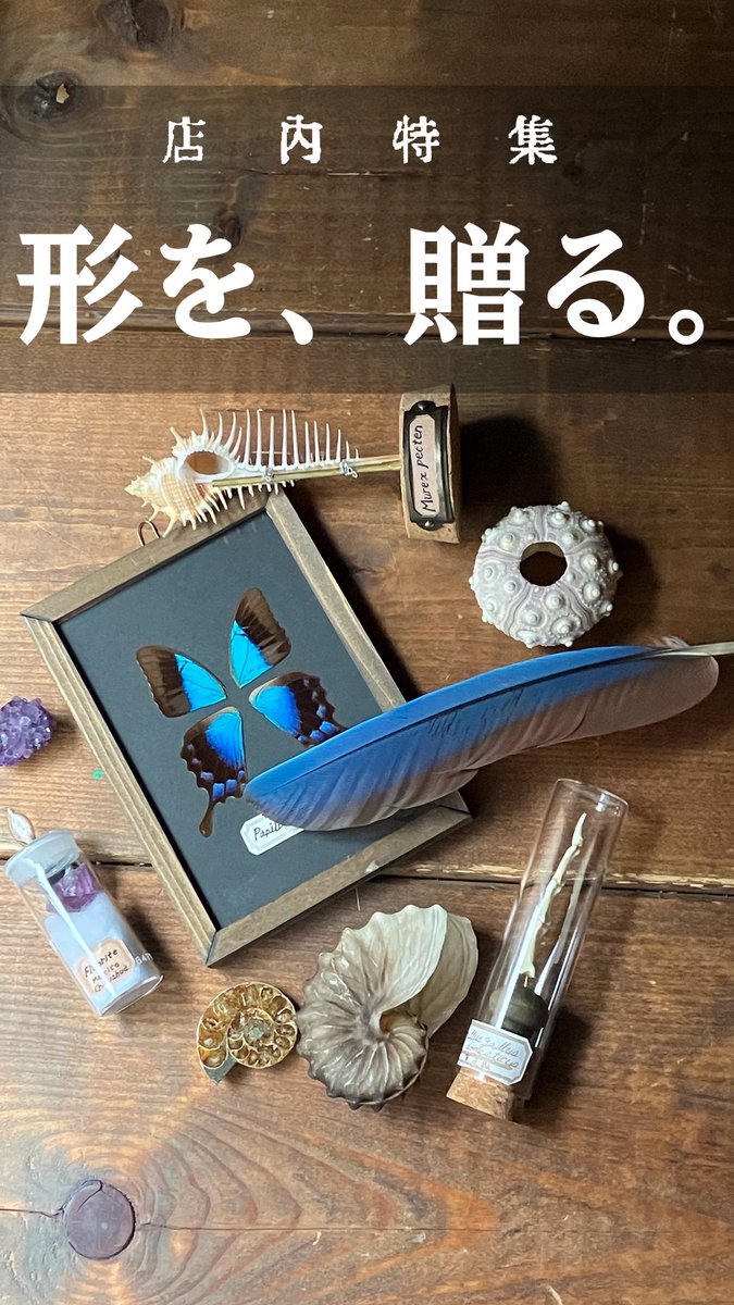 理由は分からないけど、どうしても惹かれる形がある。

学名も分類も生態も後回しで、「これなんか好き」でどうぞ。
二月は、博物趣味の入り口にピッタリな店内特集です。
あ、入り口は広く奥行きはやや深い特集なので博物趣味邁進中の方もぜひ！