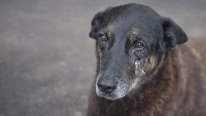 RADARDF6's tweet photo. O assassinato brutal do cão Orelha virou símbolo do martírio e crueldade animal. O deputado distrital Roosevelt Vilela defende penas mais rigorosas contra quem maltrata animais e crime hediondo em casos extremos. Pela rede social o parlamentar reforçou o grito de indignação coletiva em protesto na Paulista neste domingo (01)

https://t.co/FZyxgDeaTG