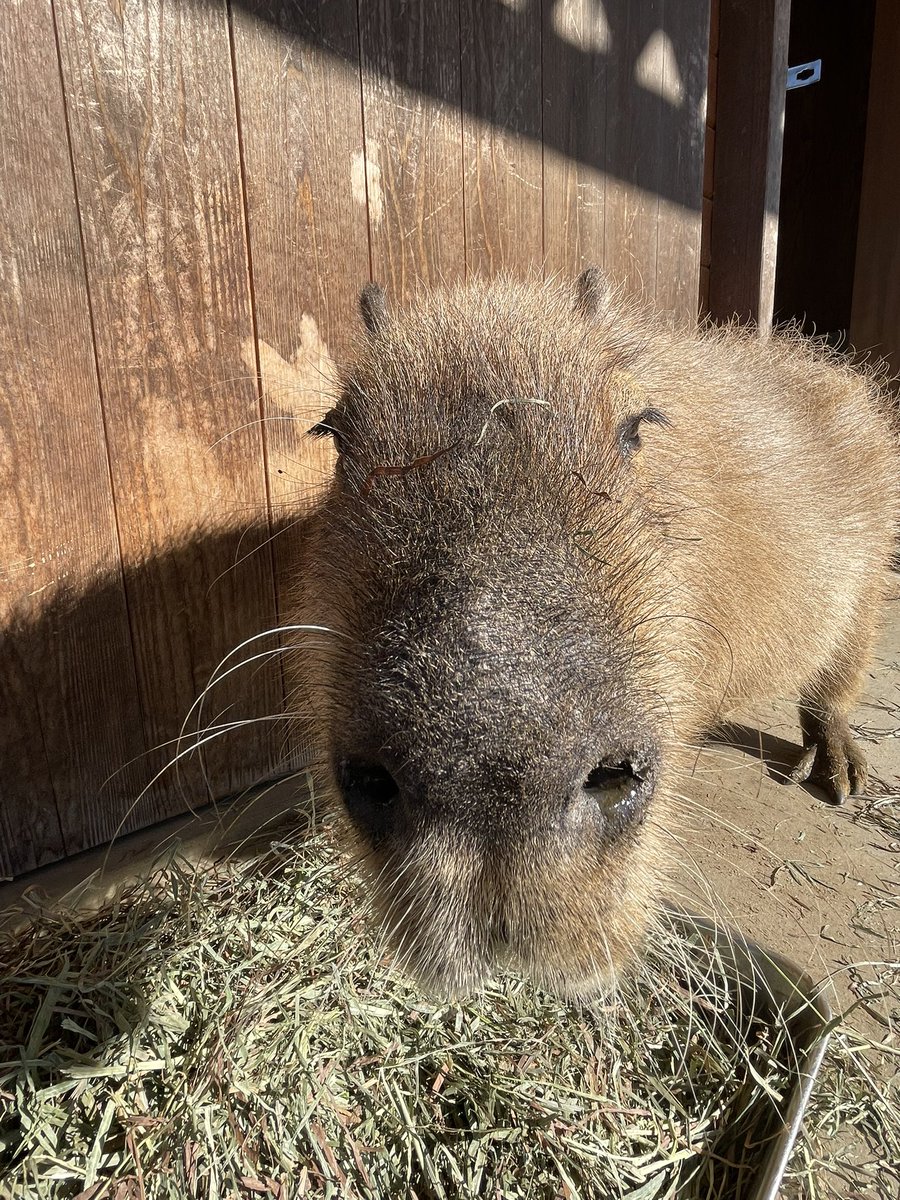 カピバラかぴばら (@capybara5179) / Posts / X