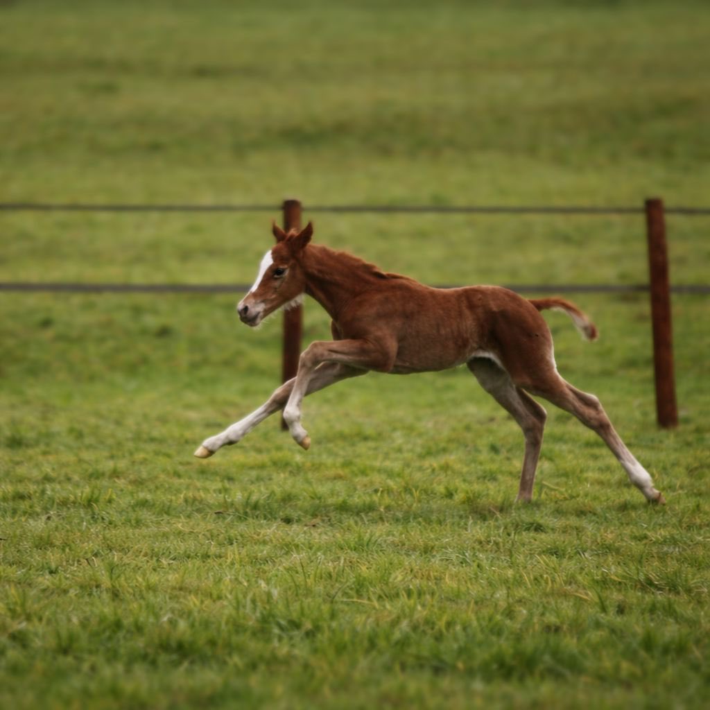 Leahper25756330's tweet photo. Nathaniel filly x Completed (by Night Of Thunder) ✨
Her first foal, pictured at just 3 days old
@rpbloodstock @TheTBA_GB @GB_Bonus
#BreedingSeason #ThoroughbredFoal #Nathaniel #NightOfThunder #BritishBreeding #FoalWatch #FutureStar #BloodstockJourney
#STUDGrow https://t.co/Z2MGhpwnCg