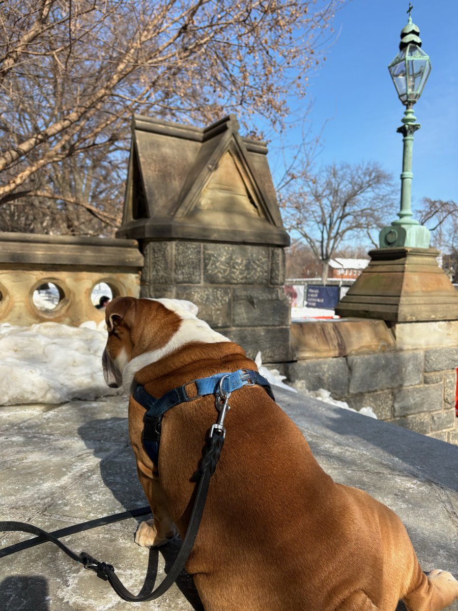 Jack the Bulldog tweet media