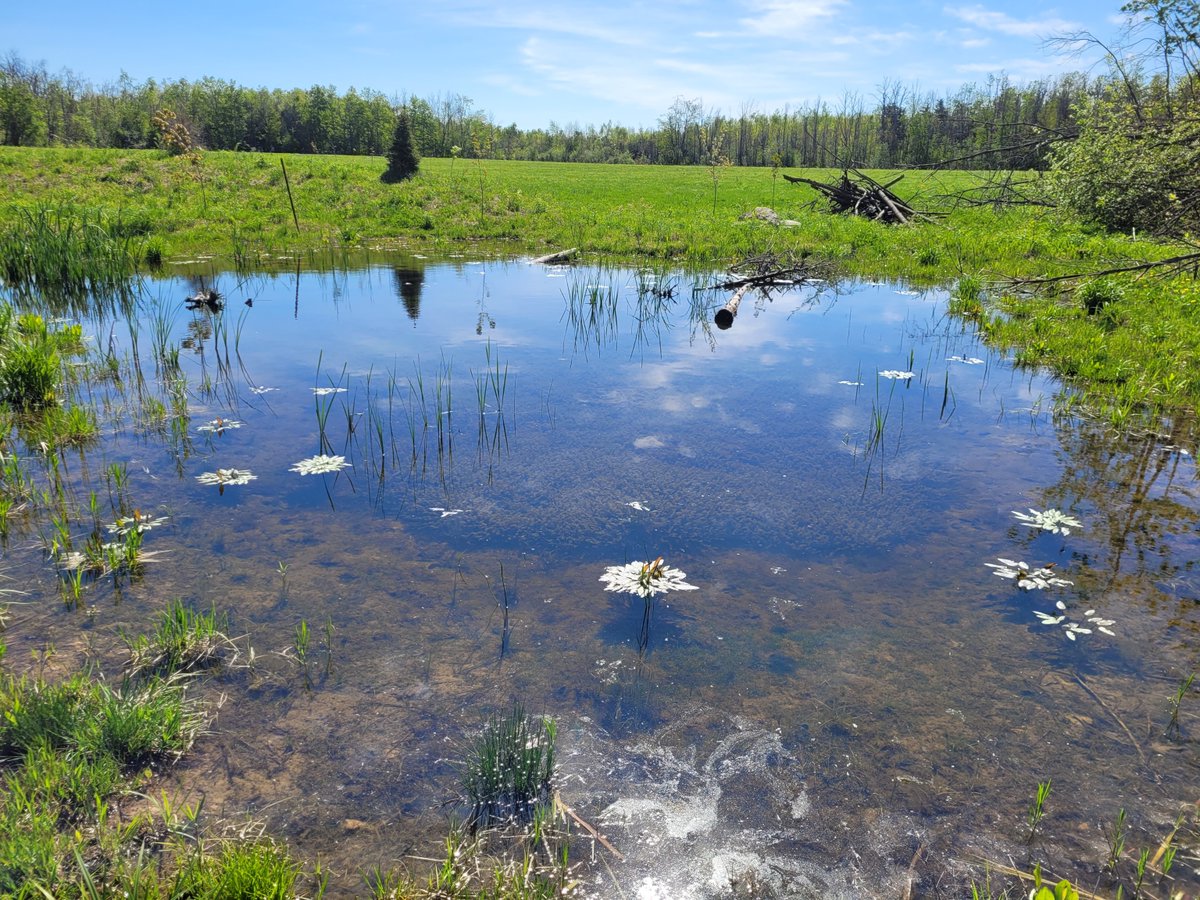 Lake Simcoe CA tweet media