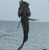 Plucka11's tweet image. 近い悲しみ 🕴️